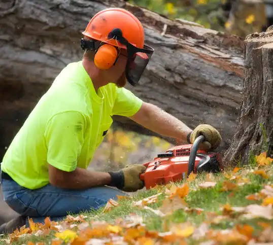 tree services Hackensack